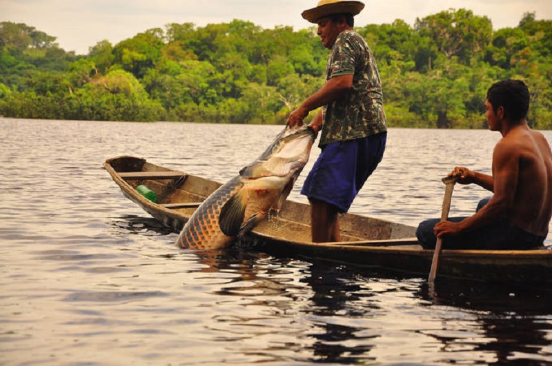 Medida quer evitar fraude de carteiras de pescadores no Amazonas e no Brasil