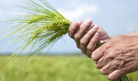 Agricultura familiar terá R$ 18 bilhões de financiamento