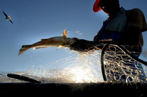 Pescadores lutam para derrubar Portaria que suspende o seguro-defeso