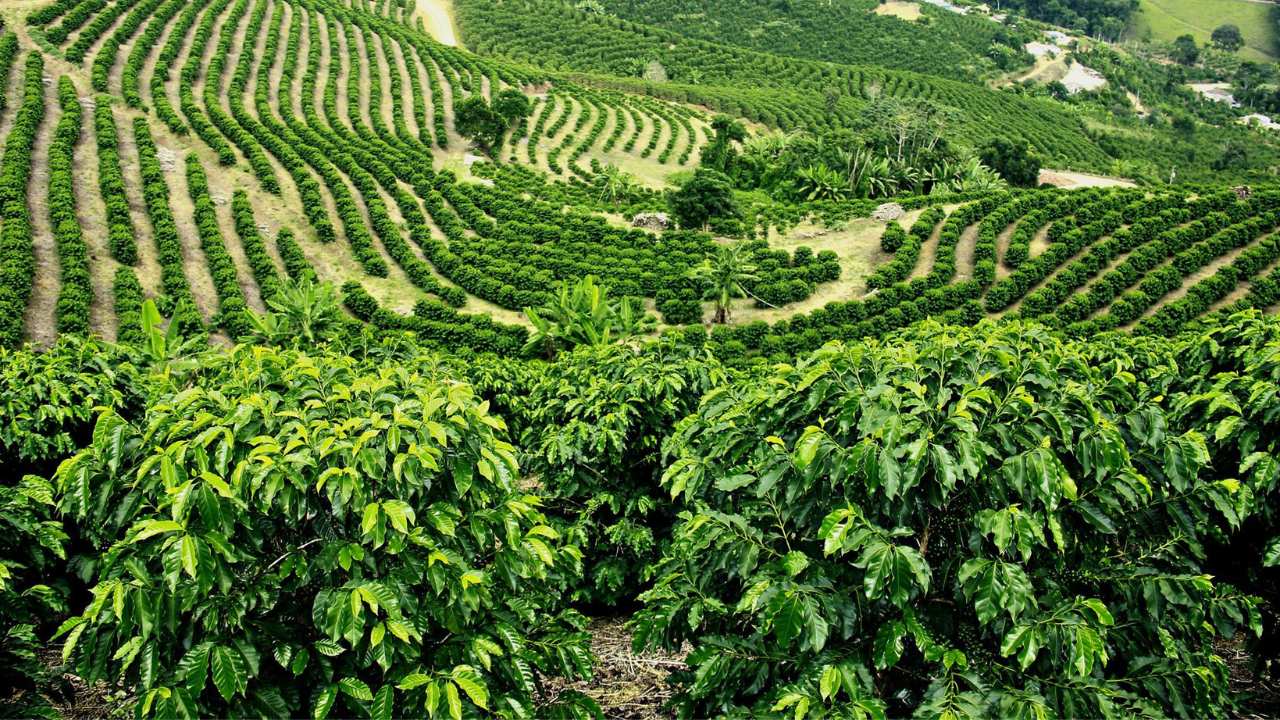 Produtora de café “gourmet” paga multa por flagrante de trabalho escravo em MG