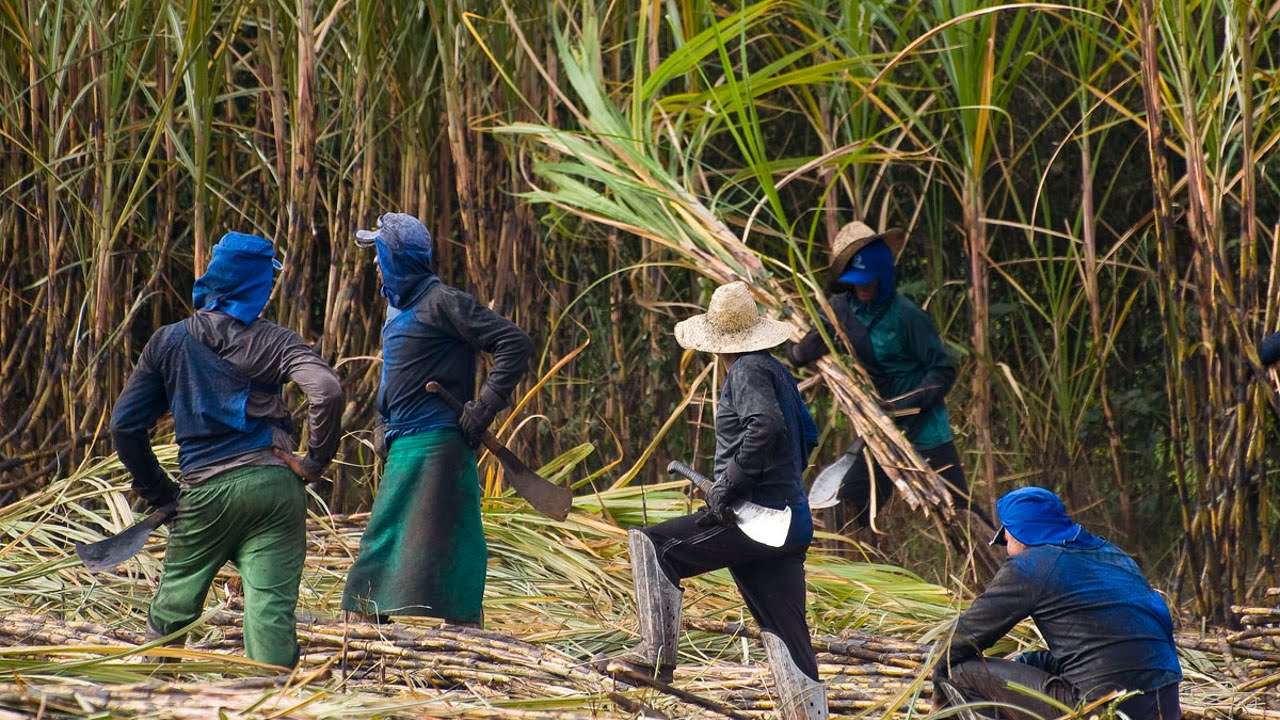 Mais de 200 pessoas são resgatadas de trabalho escravo em lavouras de cana de açúcar em SP
