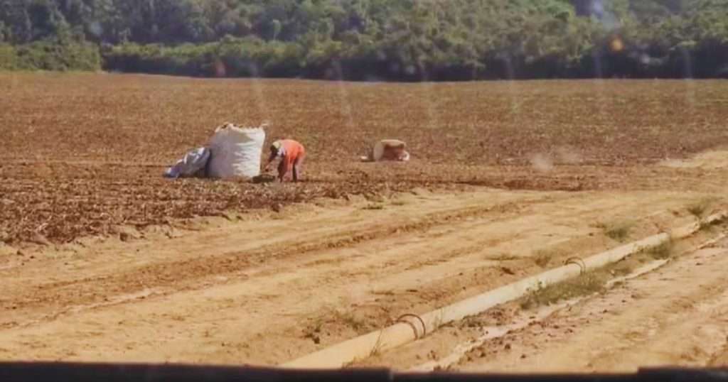 adolescentes trabalho escravo colheita batatas cerquilho sp