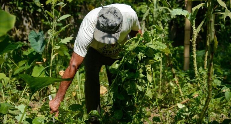 desenrola rural renegociação dívidas agricultores familiares