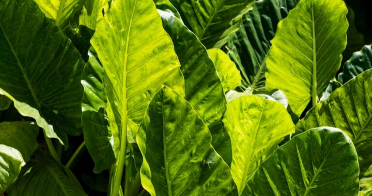 fentitabaco-amprotabaco-mobilizacao-tabaco