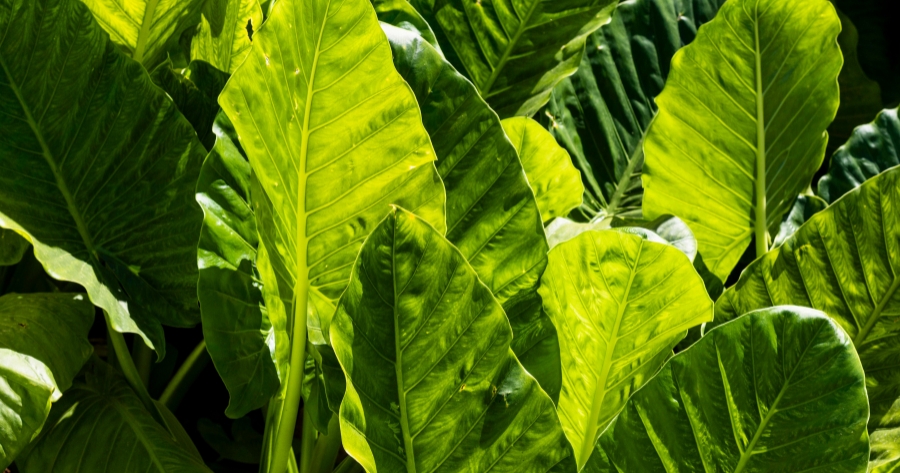 fentitabaco-amprotabaco-mobilizacao-tabaco
